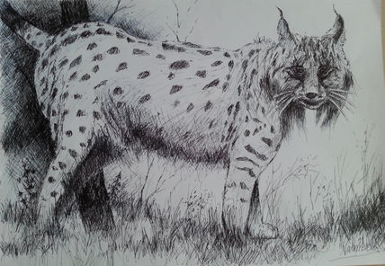 Lince