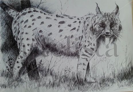 Lince