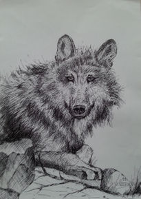 Lobo