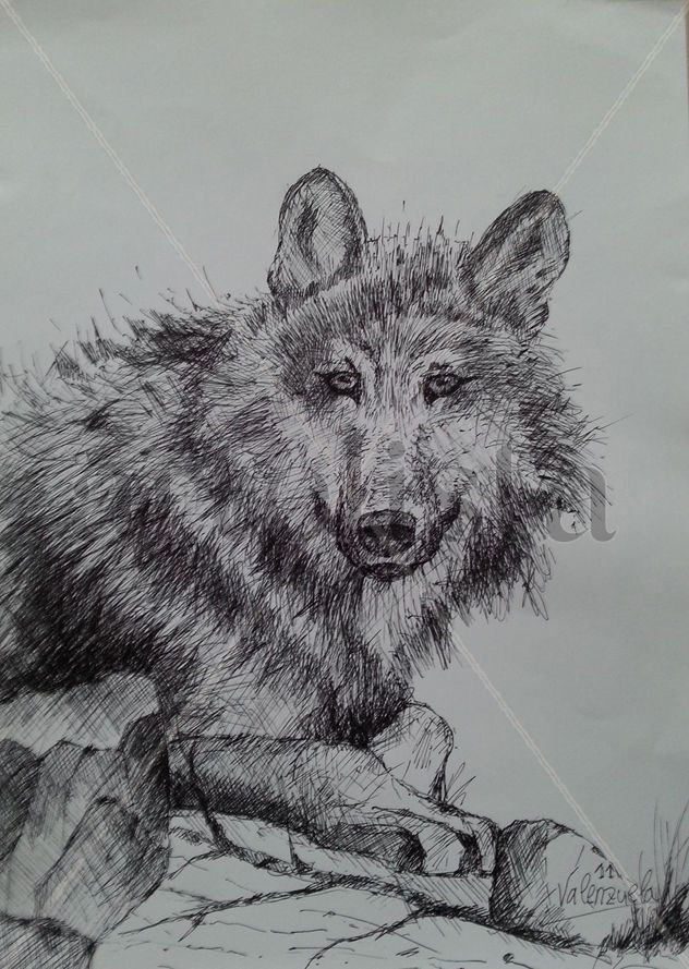 Lobo