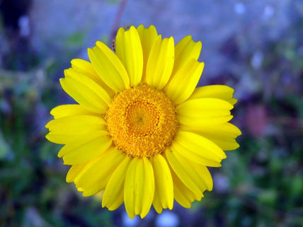 Amarillo