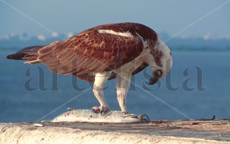 Conexión