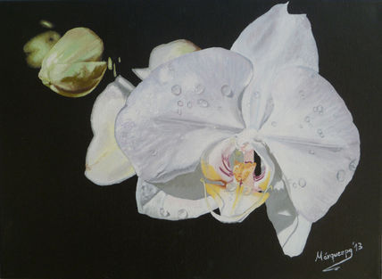Orquidea i