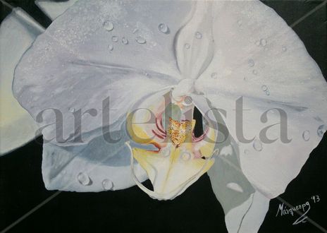 Orquidea ii