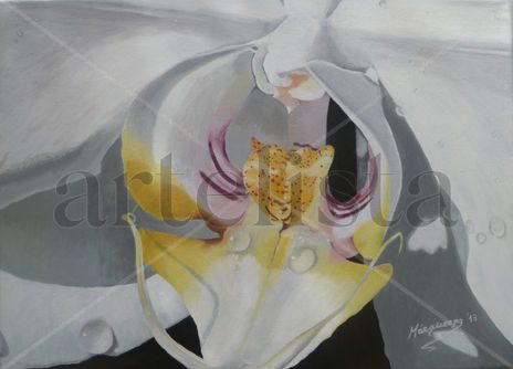 Orquidea iii