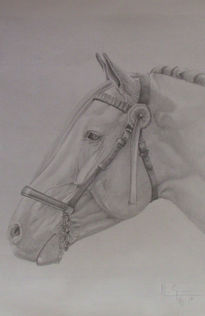 Caballo 1