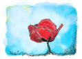 amapola