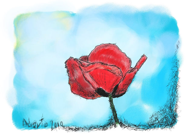 amapola