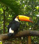 Tucan