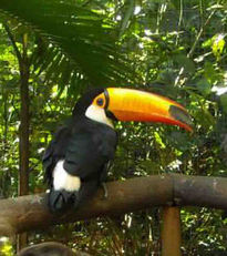 Tucan