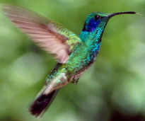 El vuelo del colibri