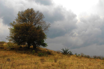 Árbol solitario Naturaleza Color (Digital)