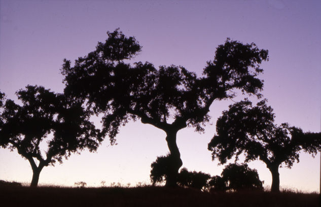 Crucifixión Naturaleza Color (Química)