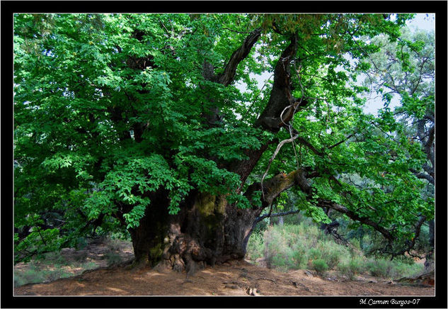 El abuelo del Bosque Naturaleza Color (Digital)