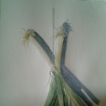 Bodegon thumbnail 1