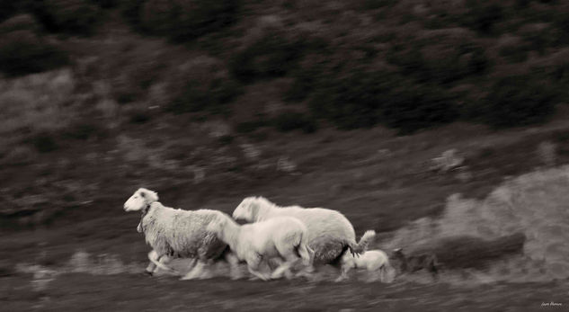 Ovejas asustadas Nature Black and White (Digital)