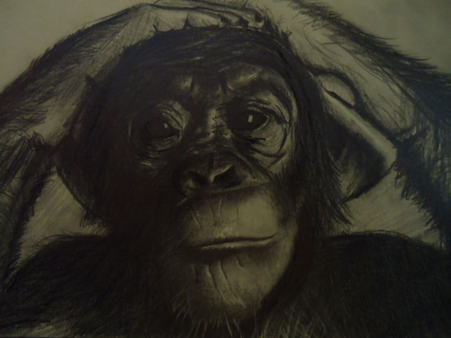 Chimpancé Grafito