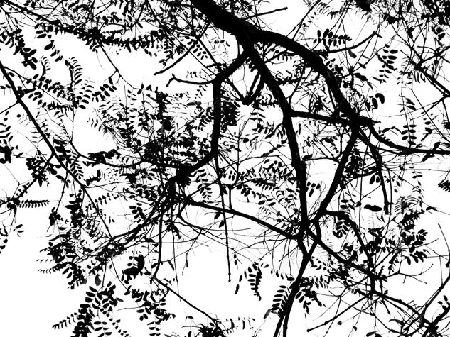 naturaleza1 Naturaleza Blanco y Negro (Digital)