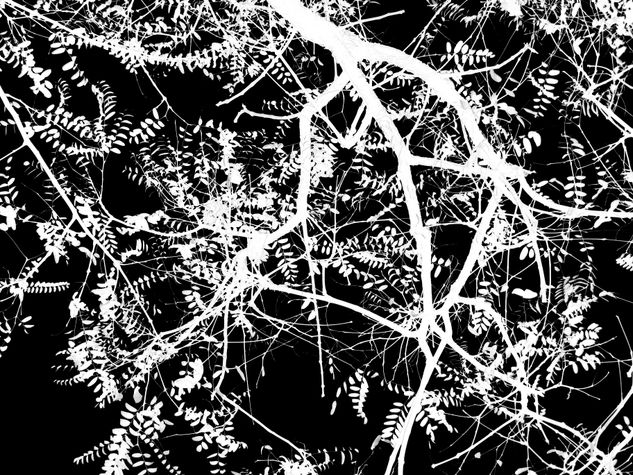 naturaleza2 Nature Black and White (Digital)