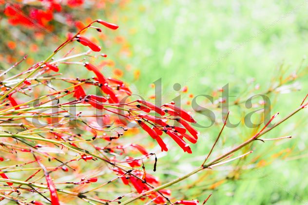 PIncelada floral