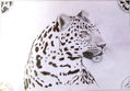 leopardo