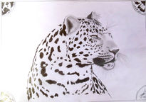 Leopardo