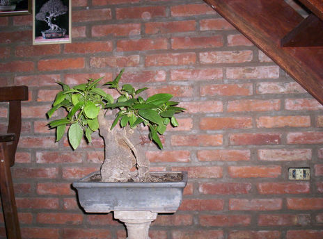 Bonsai