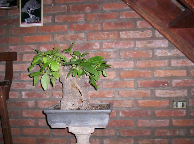 Bonsai