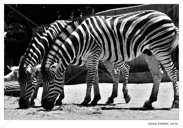 Cebras Naturaleza Blanco y Negro (Digital)