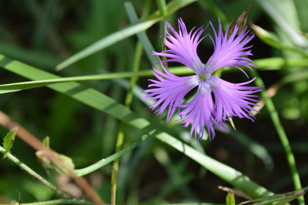 Flor violeta Nature Color (Digital)