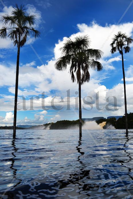 Tres palmeras