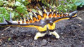 TUOJIANGOSAURUS