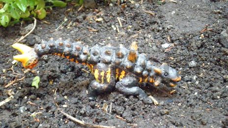 Scolosaurus