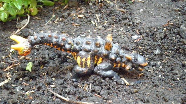 SCOLOSAURUS