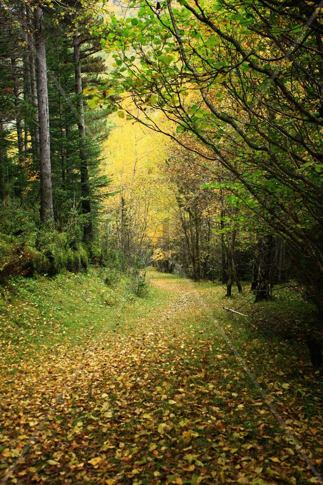 el bosque
