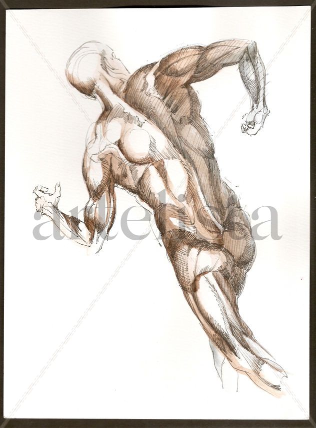 Anatomías 1