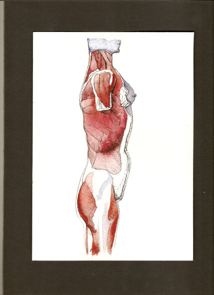 Anatomías