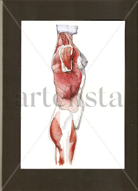 Anatomías