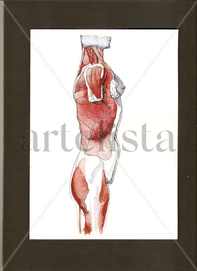 Anatomías