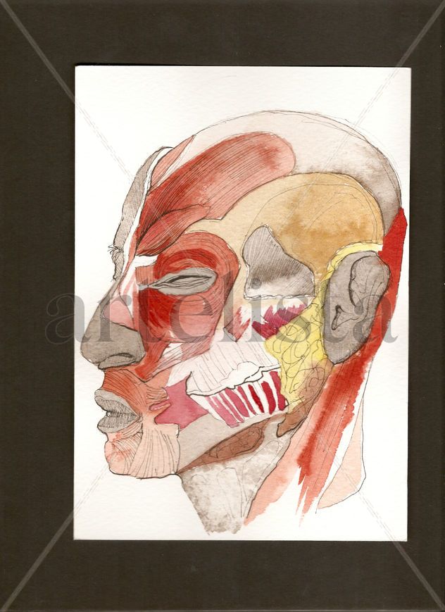 Anatomías 4
