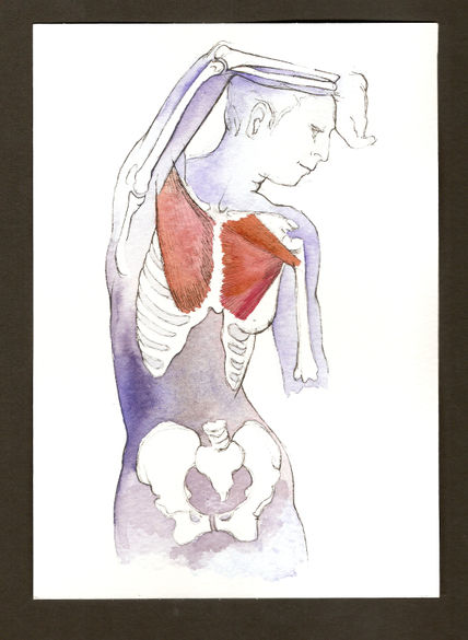 Anatomías 5