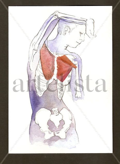Anatomías 5