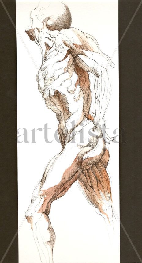 Anatomías 18