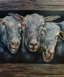 Three sheeps