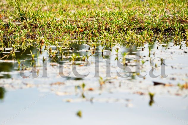 Desde el agua Naturaleza Color (Digital)