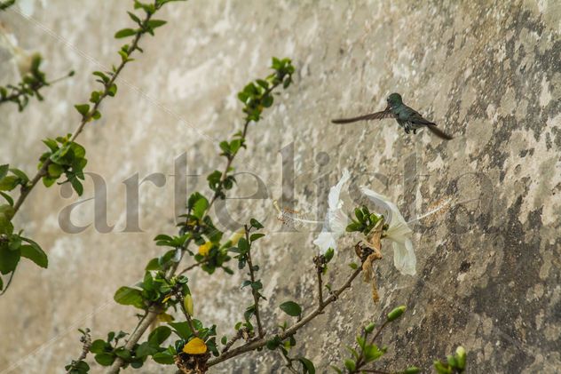 A veces las alas van al ritmo del corazón