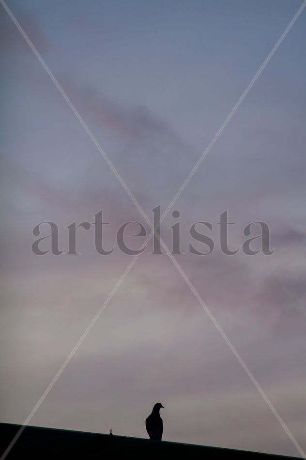 Serie: La fotografía sabe esperar imágenes