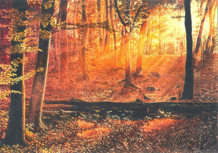 Atardecer en el bosque