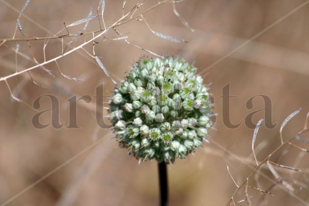Naturaleza
