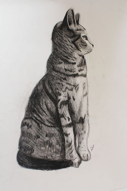 Cat.